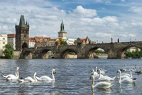 Explora el hermoso Puente de Carlos con elegantes cisnes