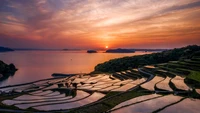 Puesta de Sol Cautivadora Sobre Campos de Arroz en Japón