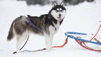 Descarga Nuestro Hermoso Fondo de Pantalla de Husky Siberiano