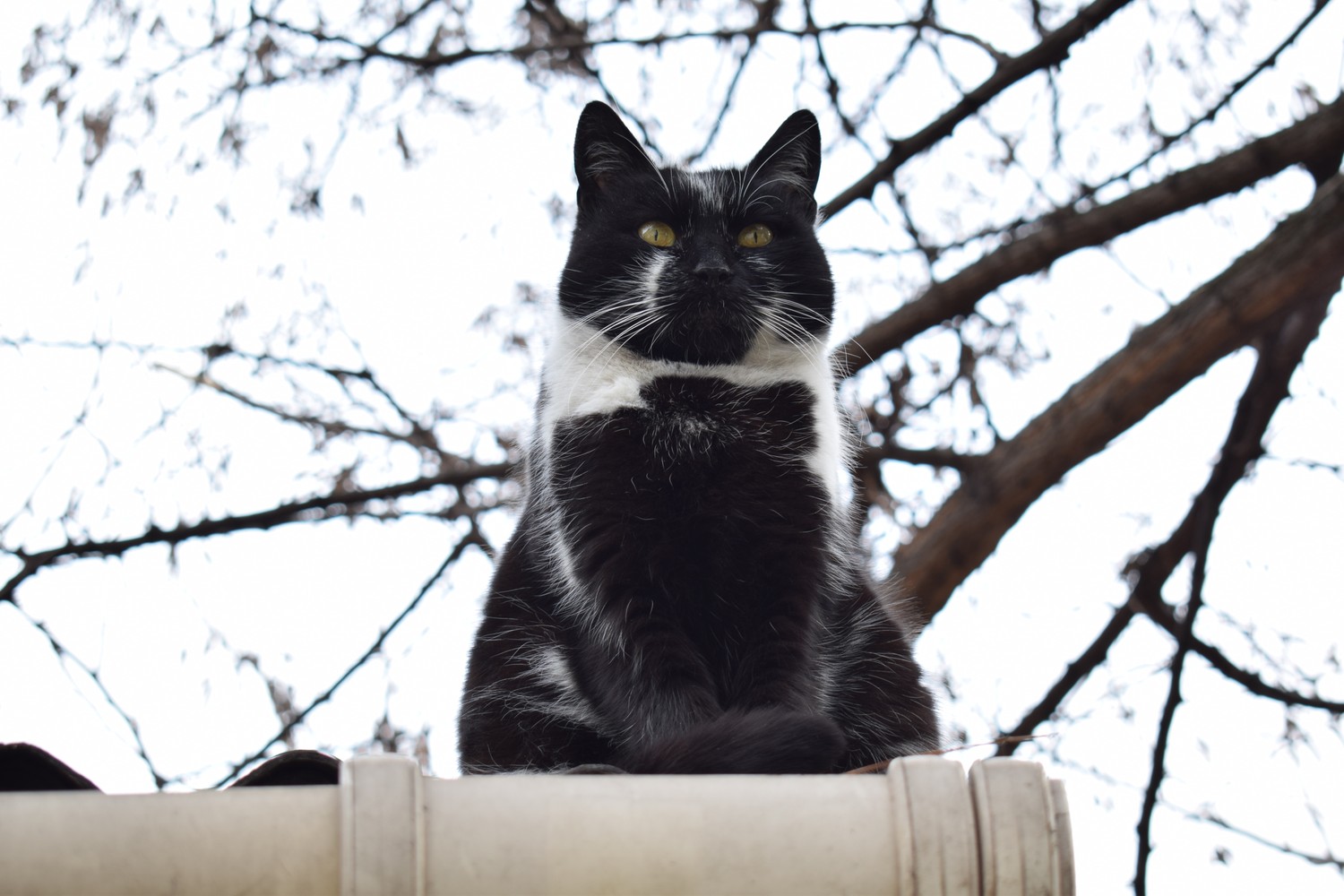 Hermoso gato bicolor en la naturaleza – Fondo de pantalla gratis