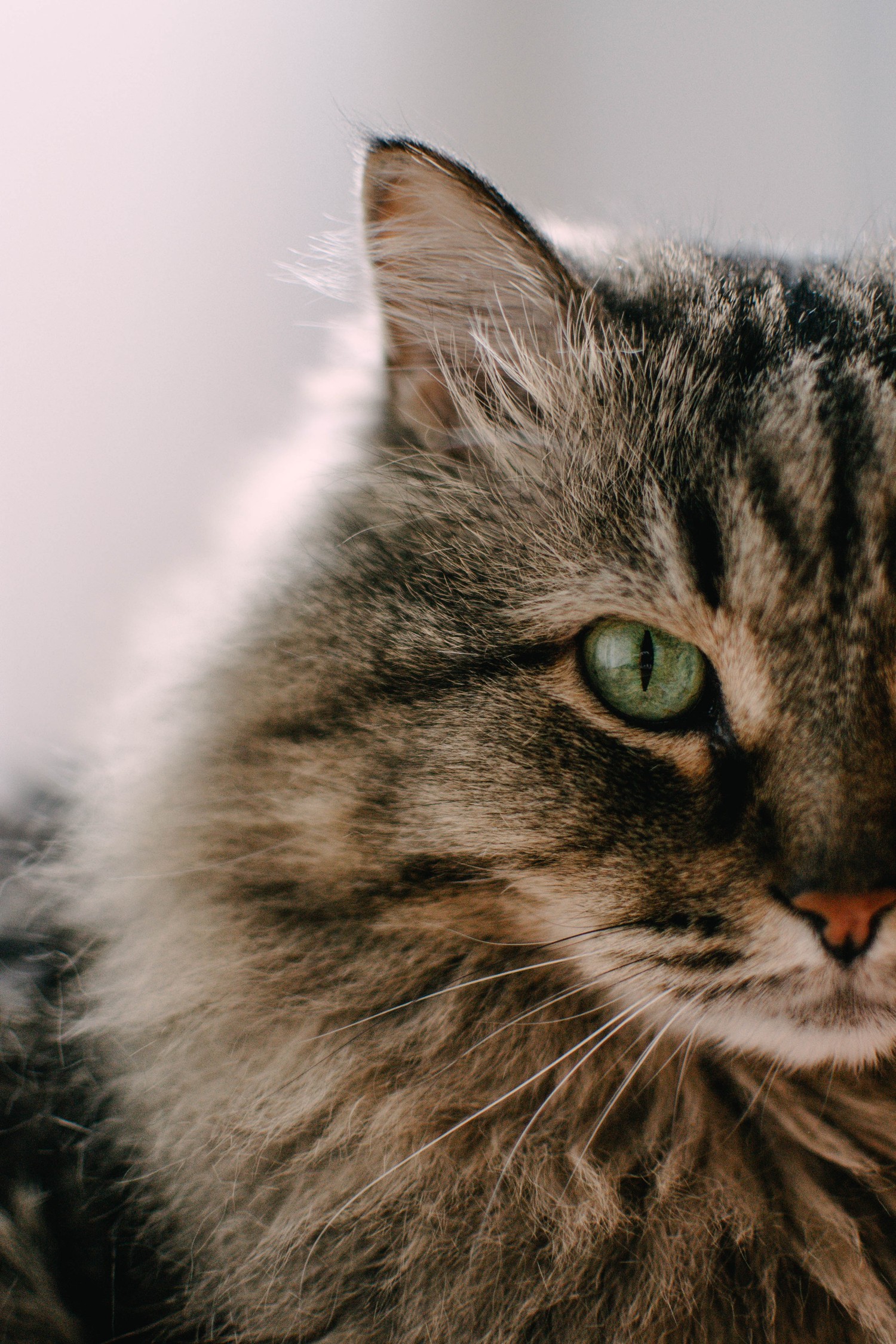 Stunning Siberian Cat Wallpaper for Your Devices