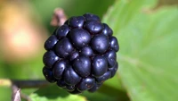 Explore Our Blackberry Wallpaper