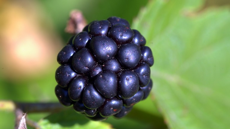 Explore Our Blackberry Wallpaper