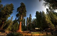 Explorez la Beauté du Parc National de Sequoia