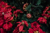 Décoration de Poinsettia pour Noël