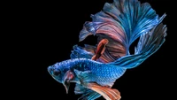 Explore Our Vibrant Electric Blue Fish Wallpaper