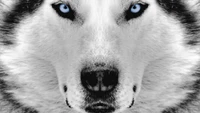 Hermoso Fondo de Pantalla de Husky Siberiano