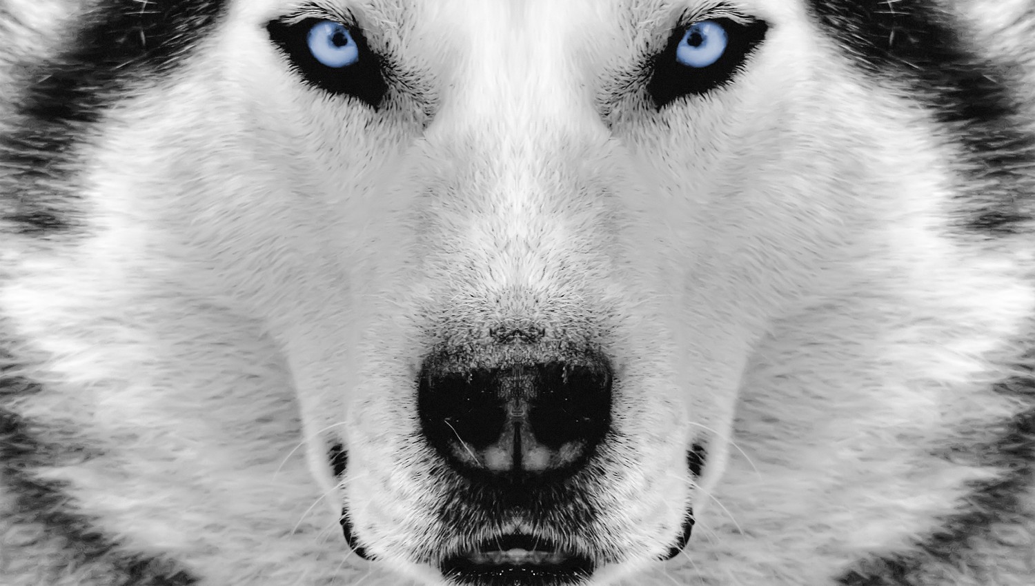 Beautiful Siberian Husky Wallpaper