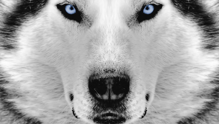 Beautiful Siberian Husky Wallpaper