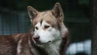 Hermoso Husky Siberiano en la Naturaleza