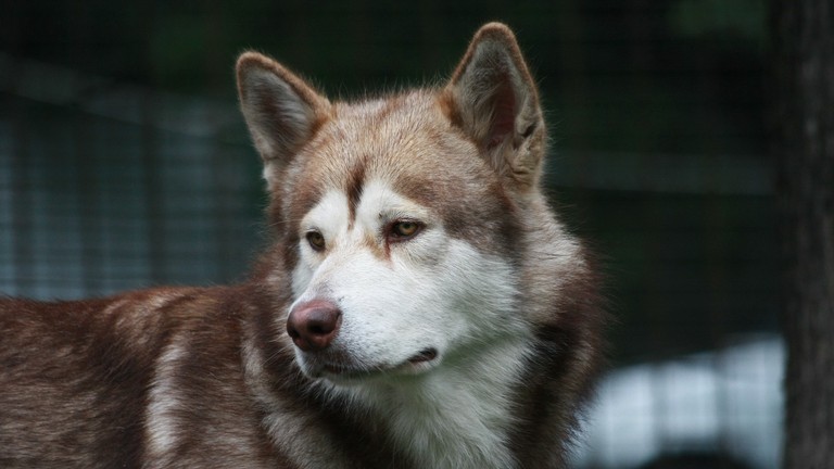 Beautiful Siberian Husky in Nature