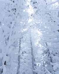 Explora la belleza de un bosque nevado