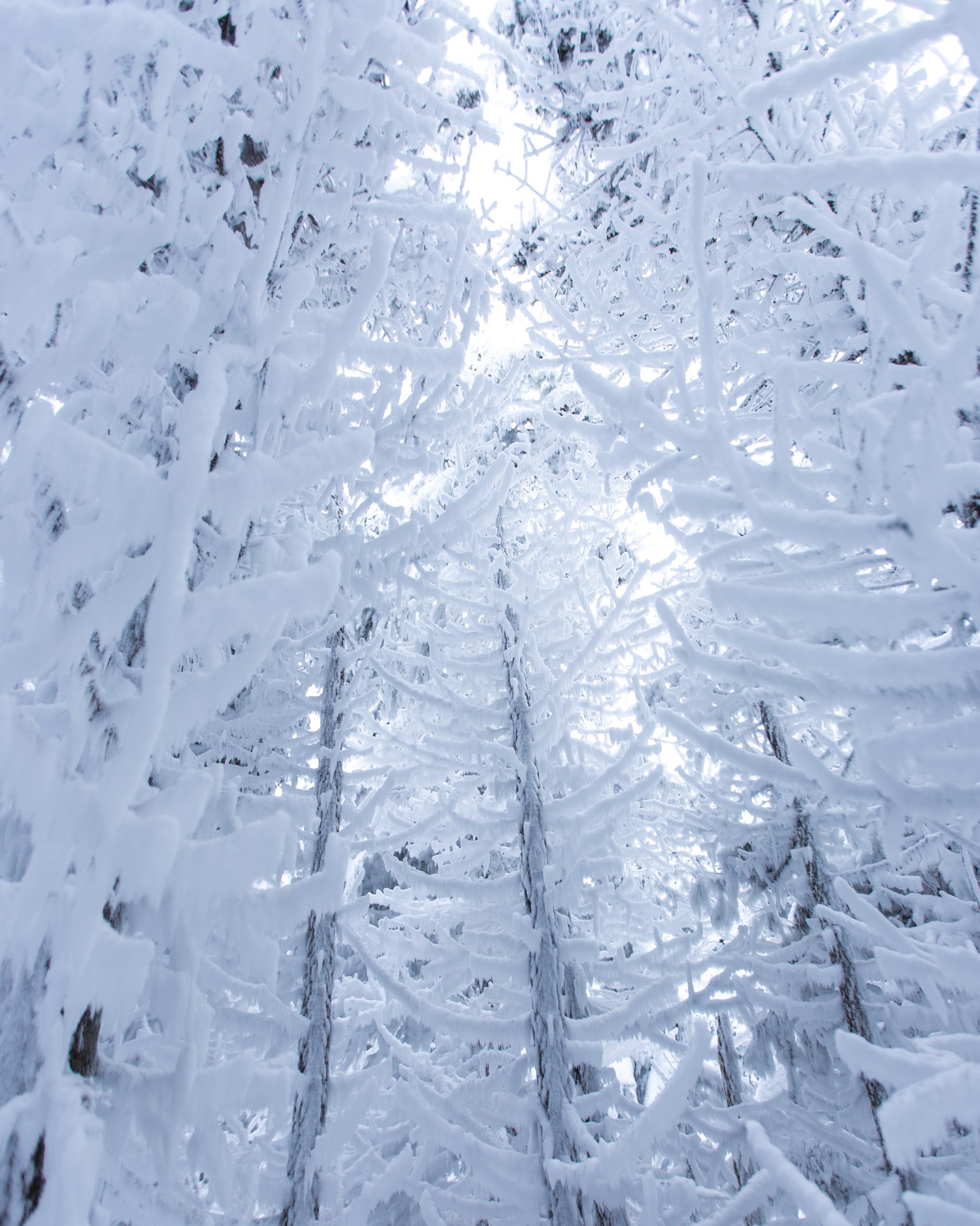 Explore the Beauty of a Snowy Forest