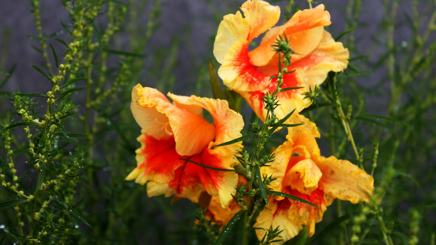 Vibrant Yellow Wildflower Wallpaper for Your Device