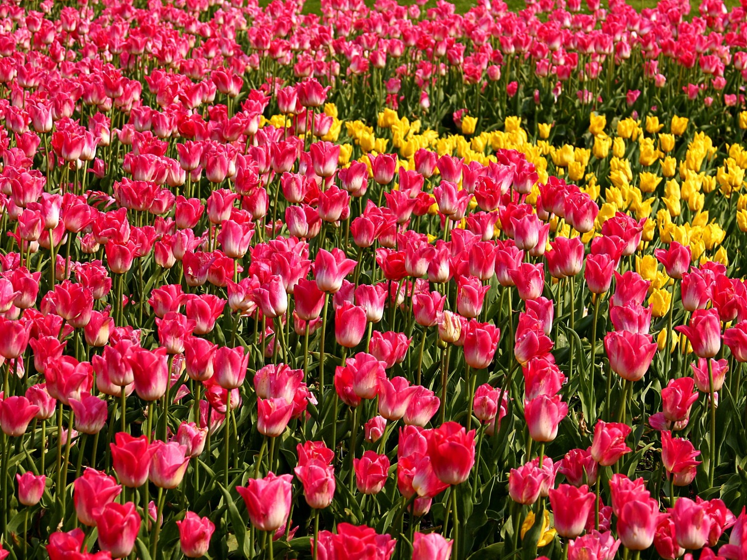 Hermosos tulipanes floreciendo en rosa y amarillo