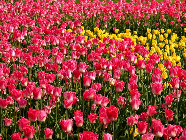 Beautiful Blooming Tulips in Vibrant Pink and Yellow