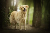 Impresionante Golden Retriever en la Naturaleza