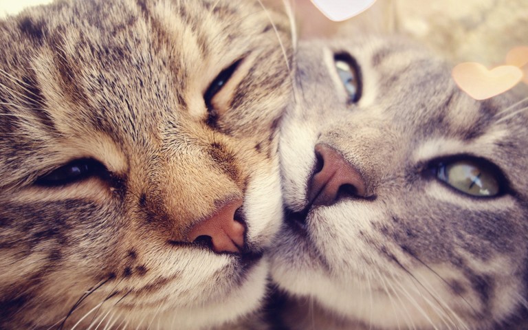 Cuteness Overload: Tabby Cats Close Up