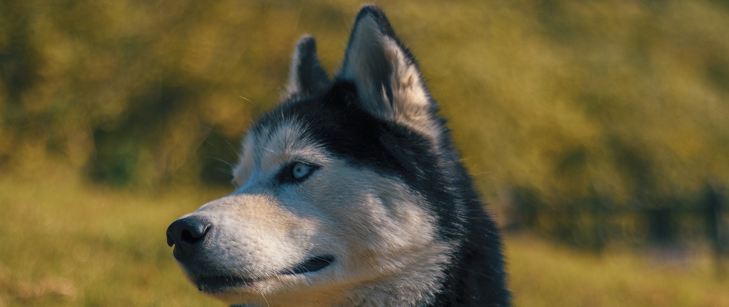 Descarga hermoso fondo de pantalla de Husky Siberiano