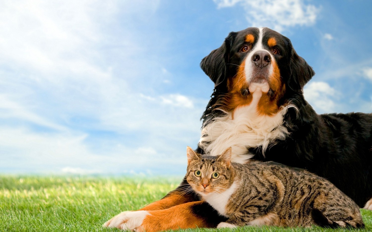 Download Our Adorable Cat and Bernese Mountain Dog Wallpaper