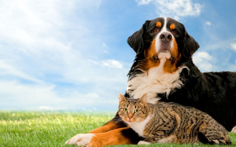 Download Our Adorable Cat and Bernese Mountain Dog Wallpaper