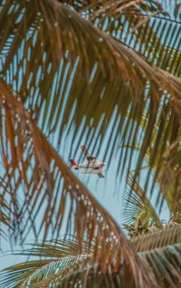 Primer plano vibrante de palmera con vistas de avión