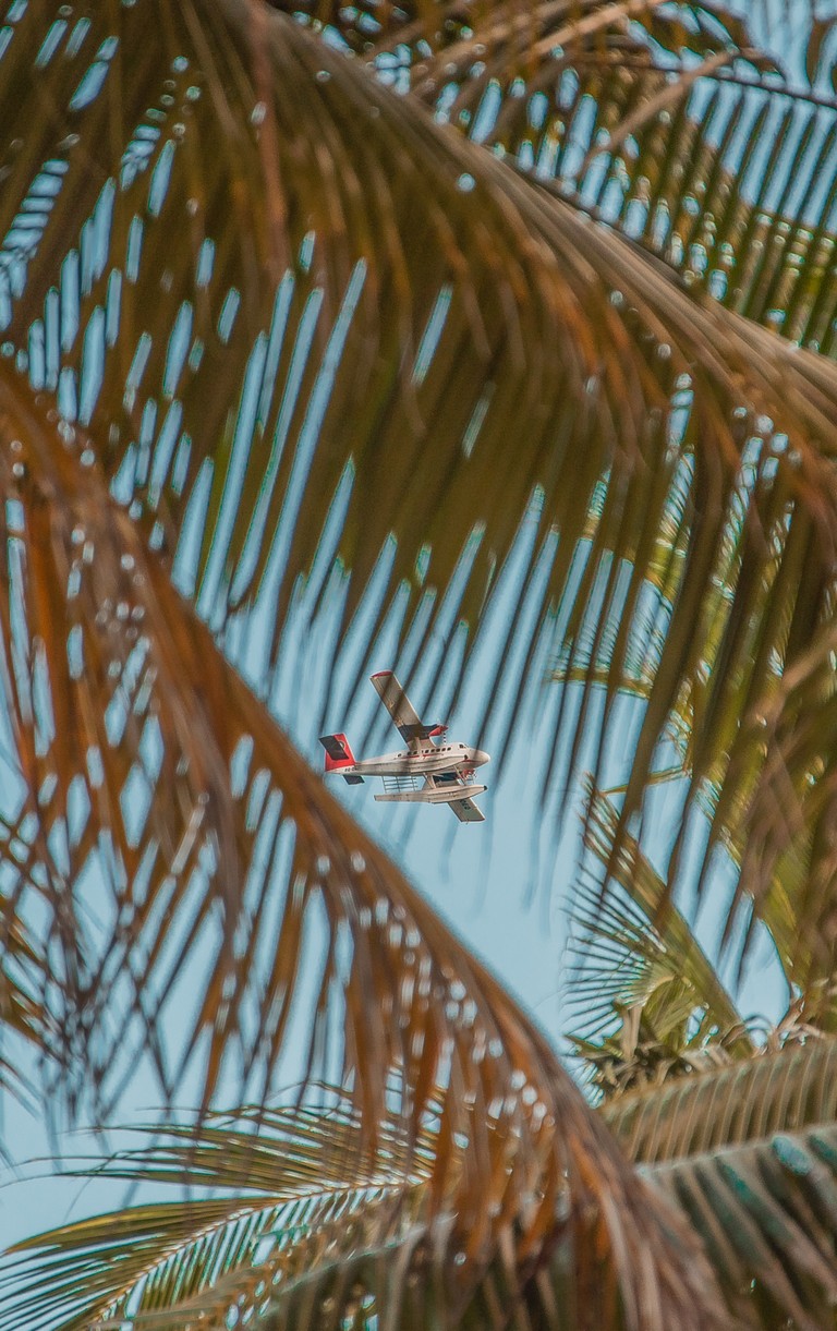 Vibrant Palm Tree Close-Up with Airplane Views