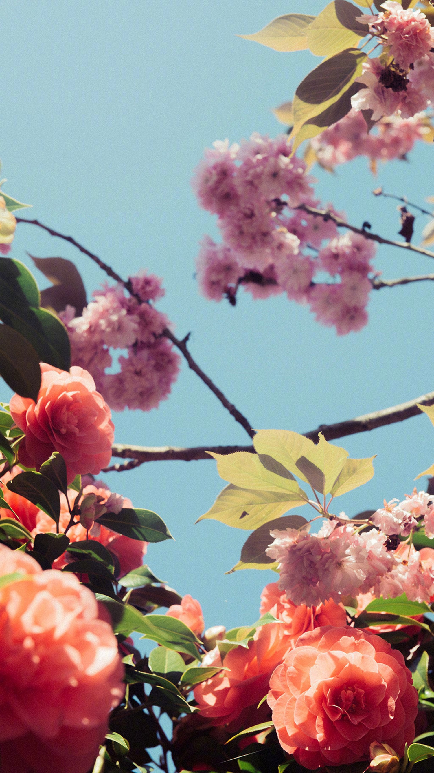 Vibrant Cherry Blossom Wallpaper for Your Devices