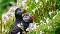 Hermoso Puffin Atlántico Entre Flores