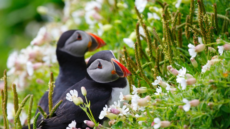 Beautiful Atlantic Puffin Among Flowers