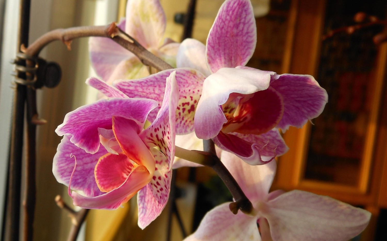 Stunning Moth Orchid Wallpaper for Your Device