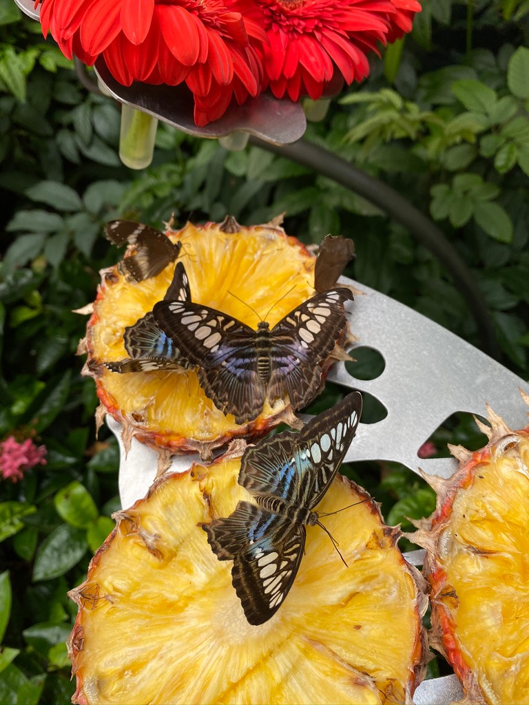 Explore Vibrant Butterflies on Pineapple