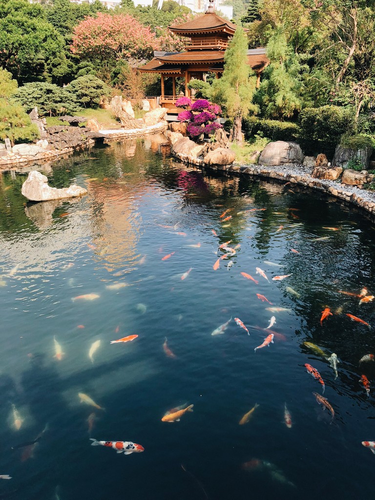 Explore Our Serene Koi Pond Wallpaper