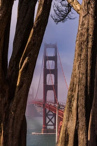 Golden Gate Bridge encadré par de majestueux arbres