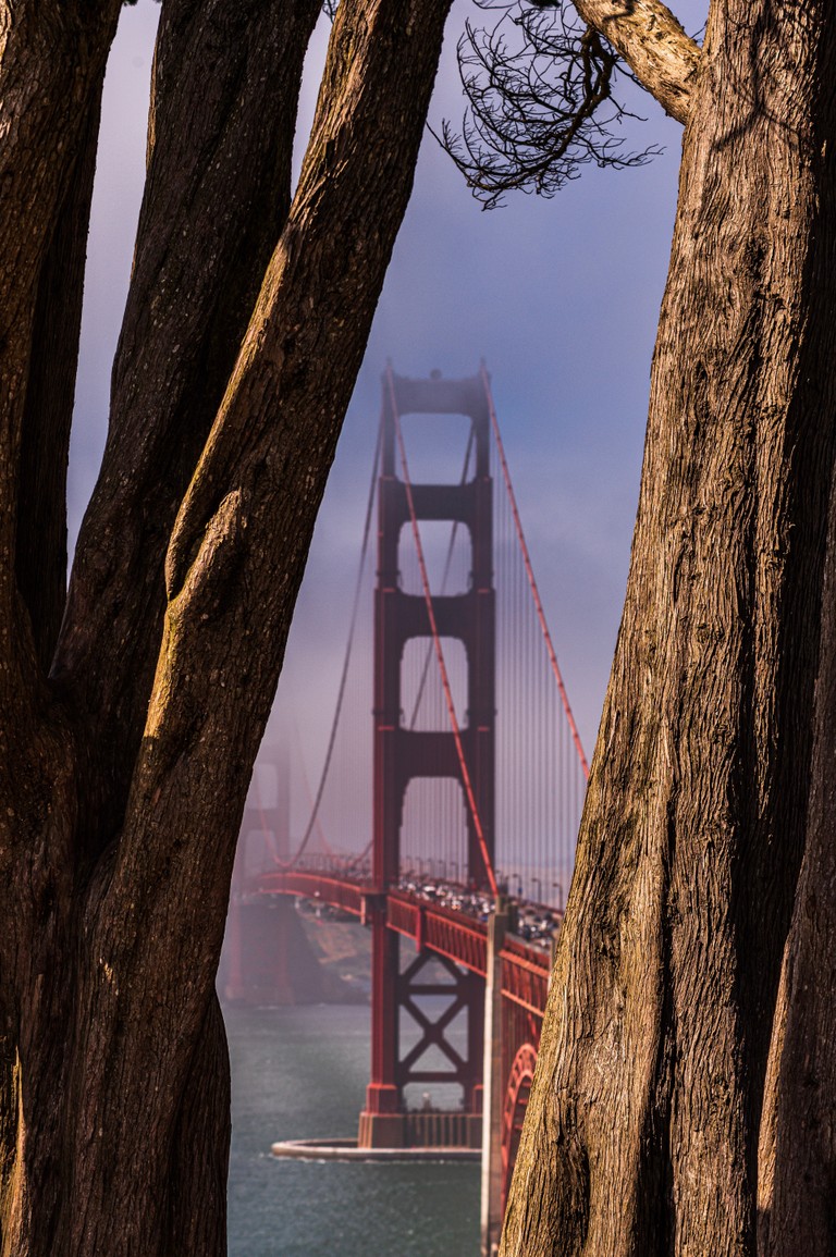 Golden Gate Bridge Framed by Majestic Trees