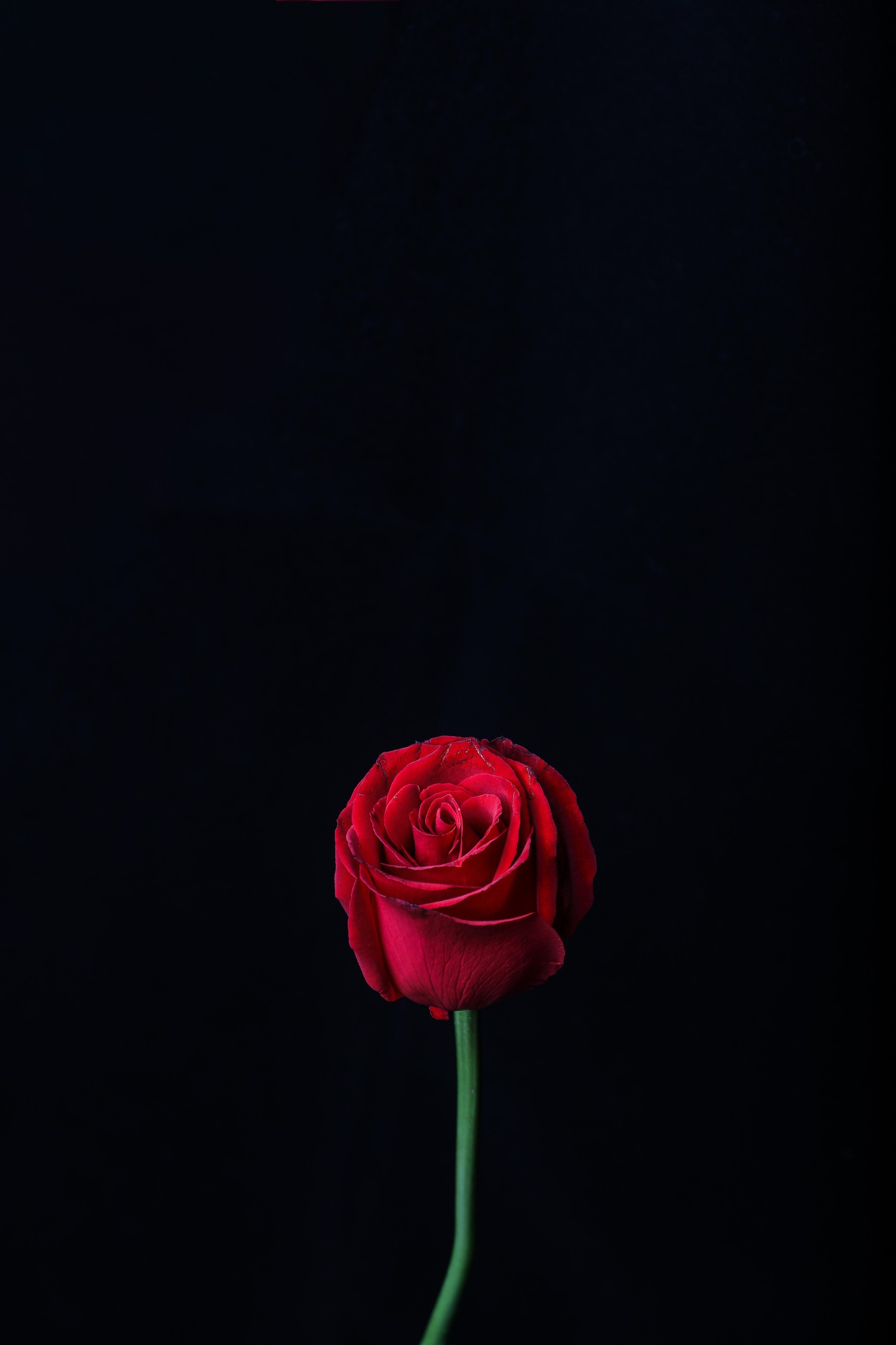 Beautiful Red Rose Against a Black Background