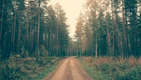 Explorez la Beauté d'un Sentier Forestier Tranquille