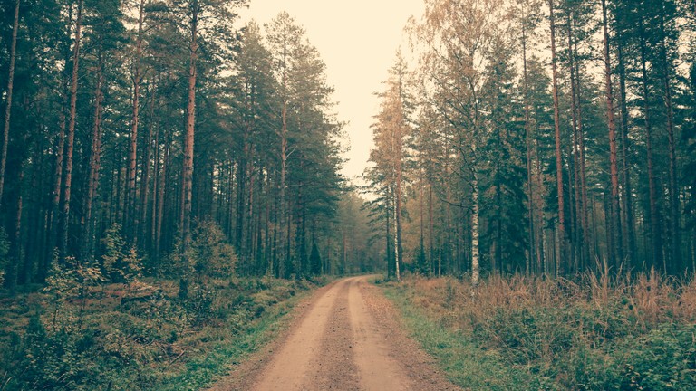 Explore the Beauty of a Tranquil Forest Path