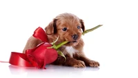 Cachorro Bonito Sosteniendo una Rosa