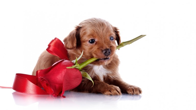 Cute Puppy Holding a Rose