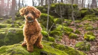 Poodle Miniatura en la Naturaleza - Fondo de Pantalla Gratis