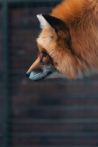 Découvrez la Beauté d'un Renard Rouge : Fond d'Écran en Gros Plan