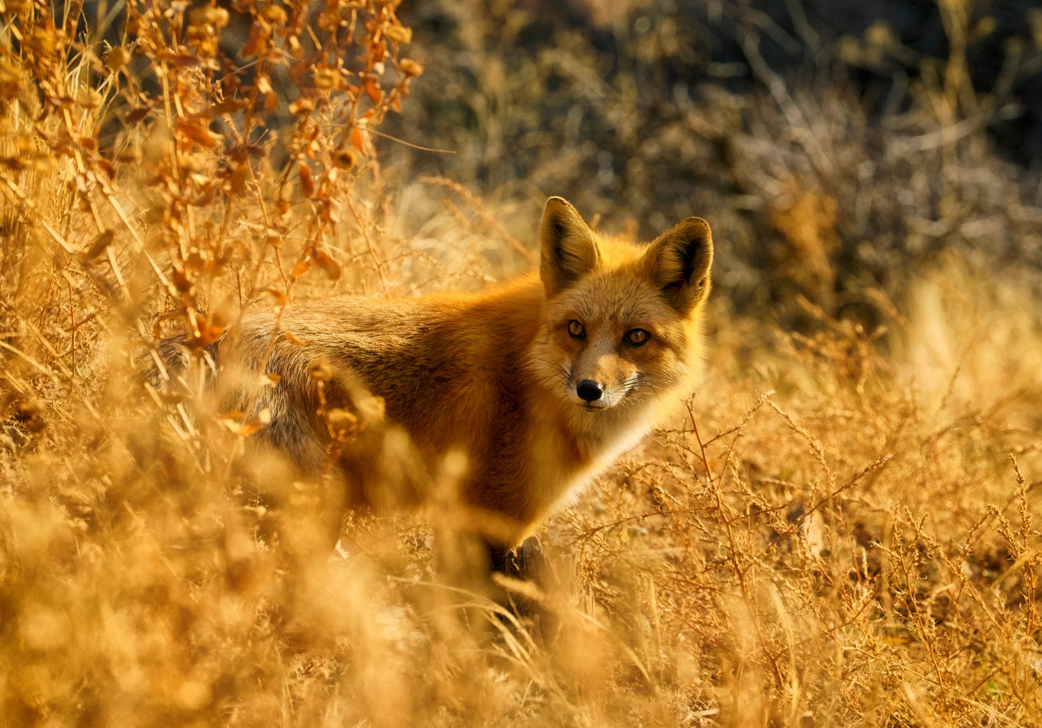 Capture the Beauty of the Red Fox with Our Unique Wallpapers