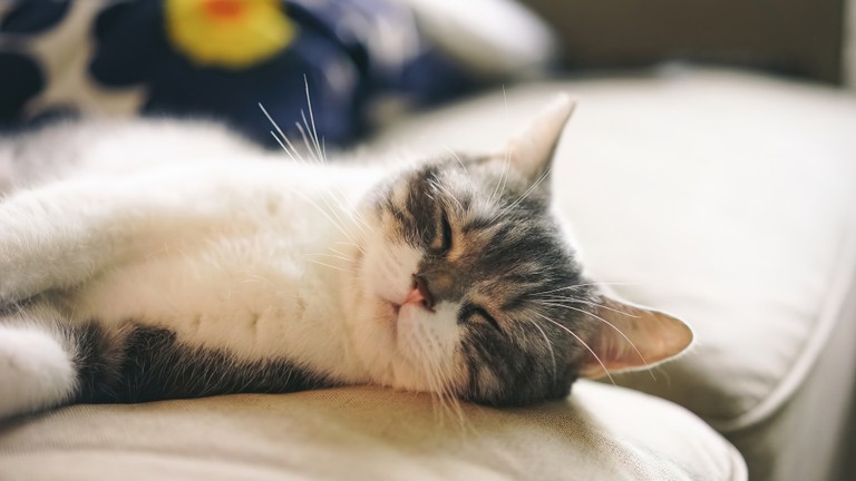 Adorable Sleeping Cat Wallpaper