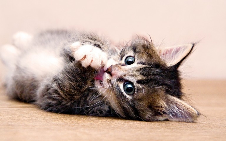 Cuteness Overload: Adorable Kitten Wallpaper