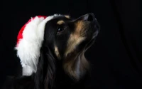 Cachorro Lindo con Sombrero de Santa - Papel Tapiz