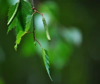 Impresionante Primer Plano de Hojas y Ramas de Abedul