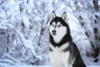 Descarga Impresionante Fondo de Pantalla de Siberian Husky