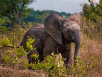 Descarga hermoso fondo de pantalla de elefante