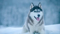 Explora Nuestro Hermoso Fondo de Pantalla de Husky Siberiano